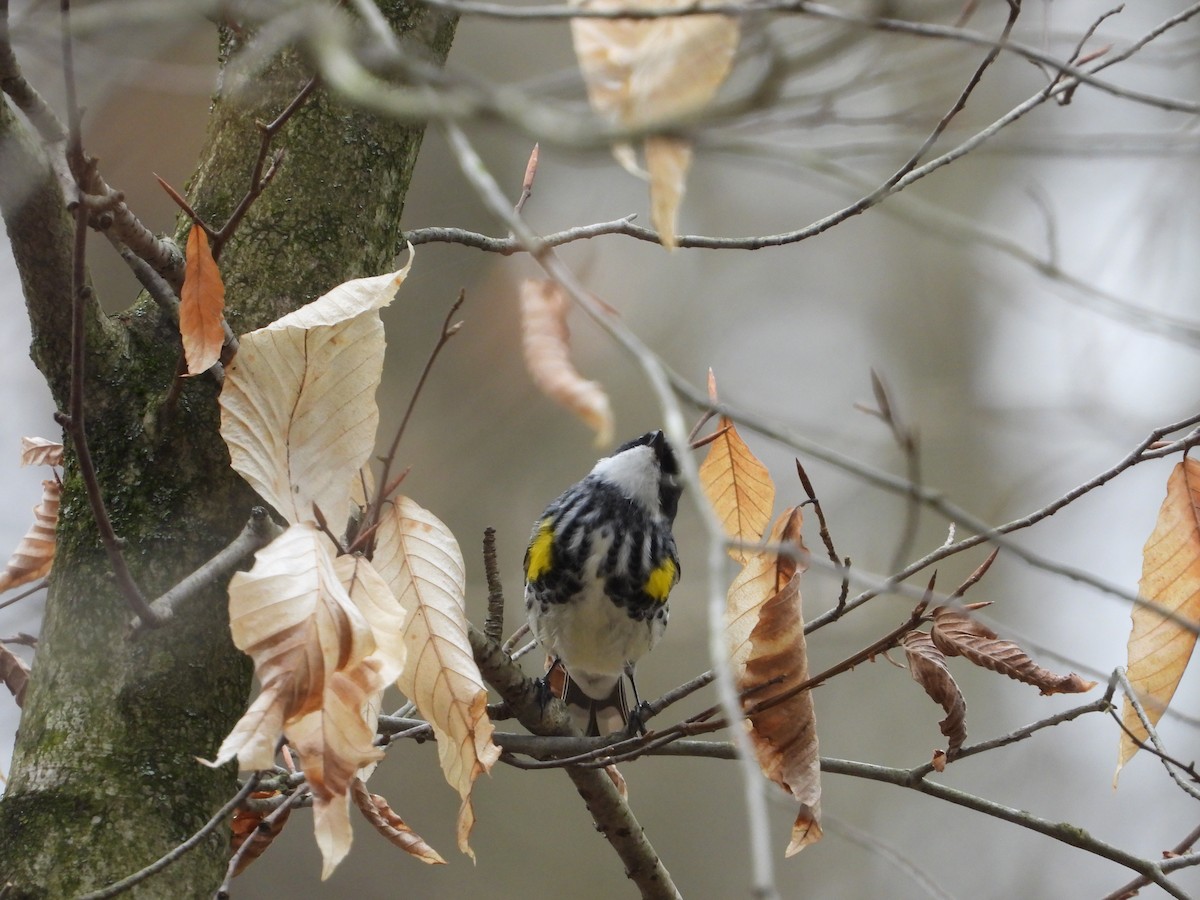 Yellow-rumped Warbler - ML617578424