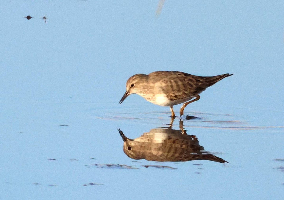 Temminck's Stint - ML617578462