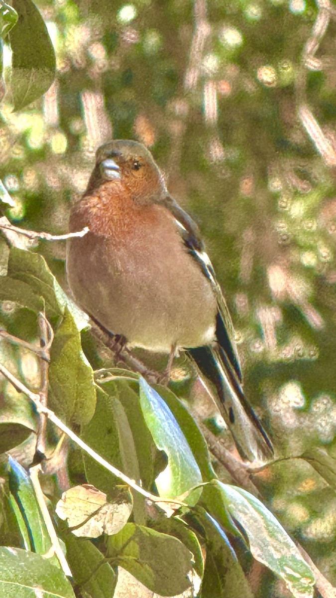 Common Chaffinch - ML617578496