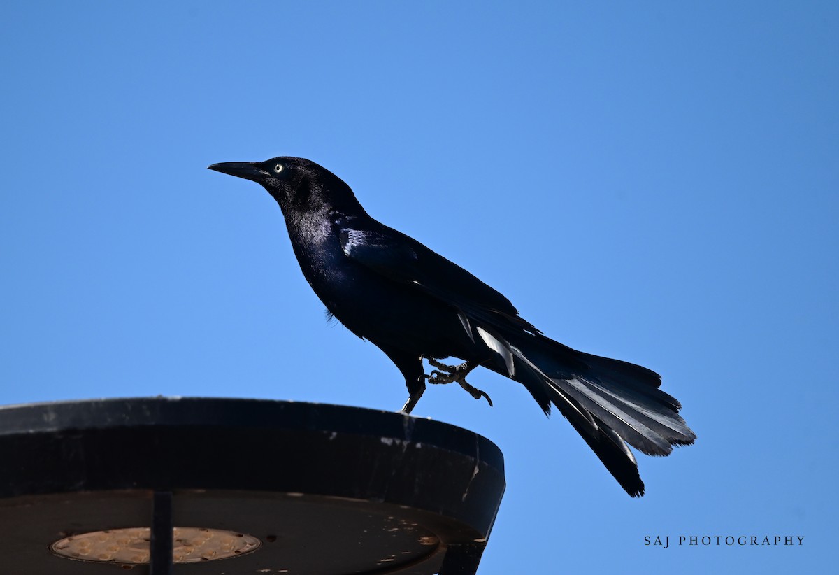 Great-tailed Grackle - ML617578507