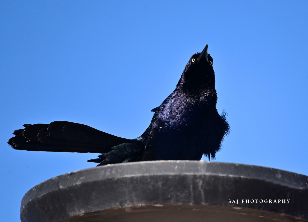 Great-tailed Grackle - ML617578509