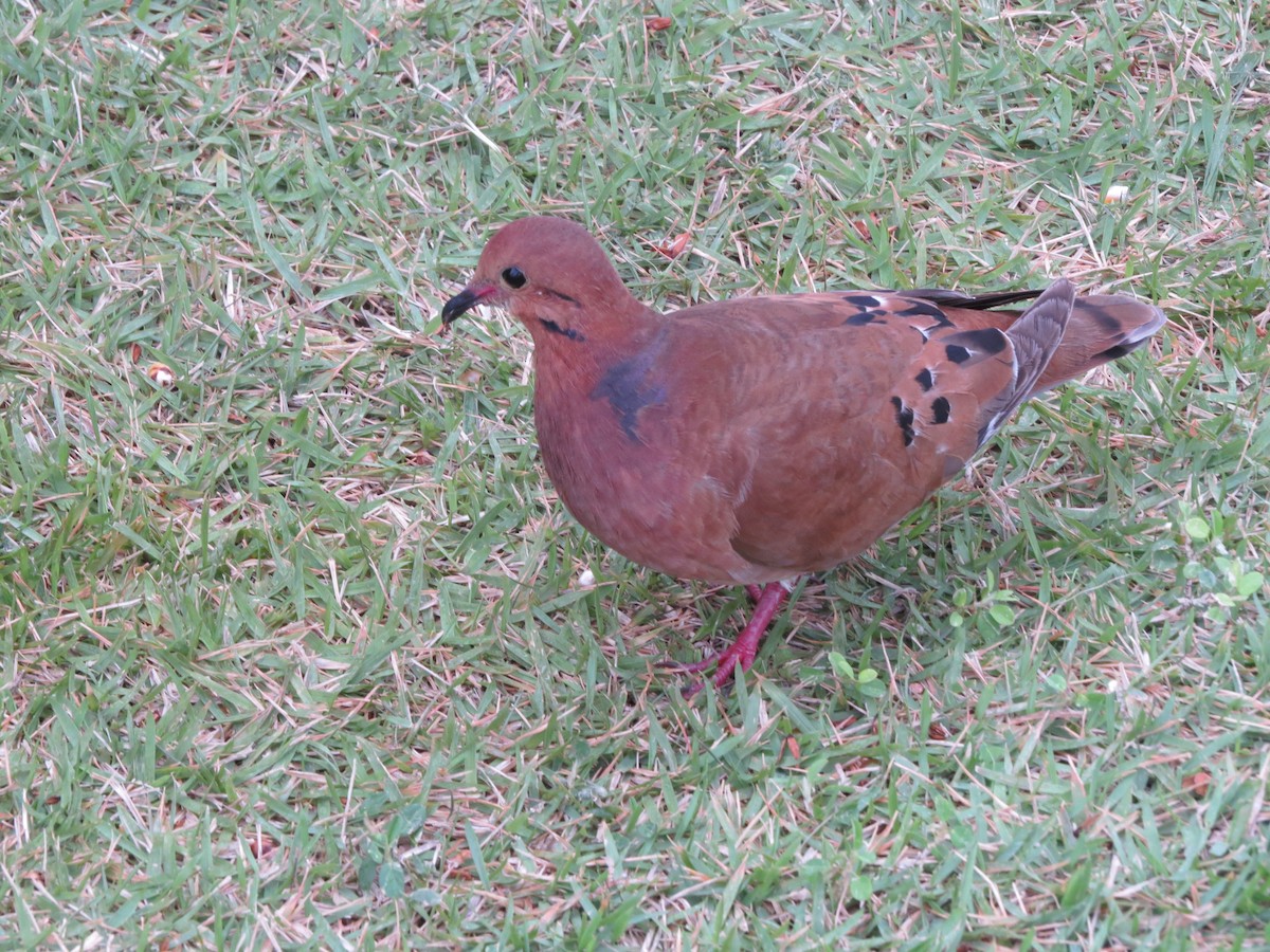 Zenaida Dove - Philip Nearing