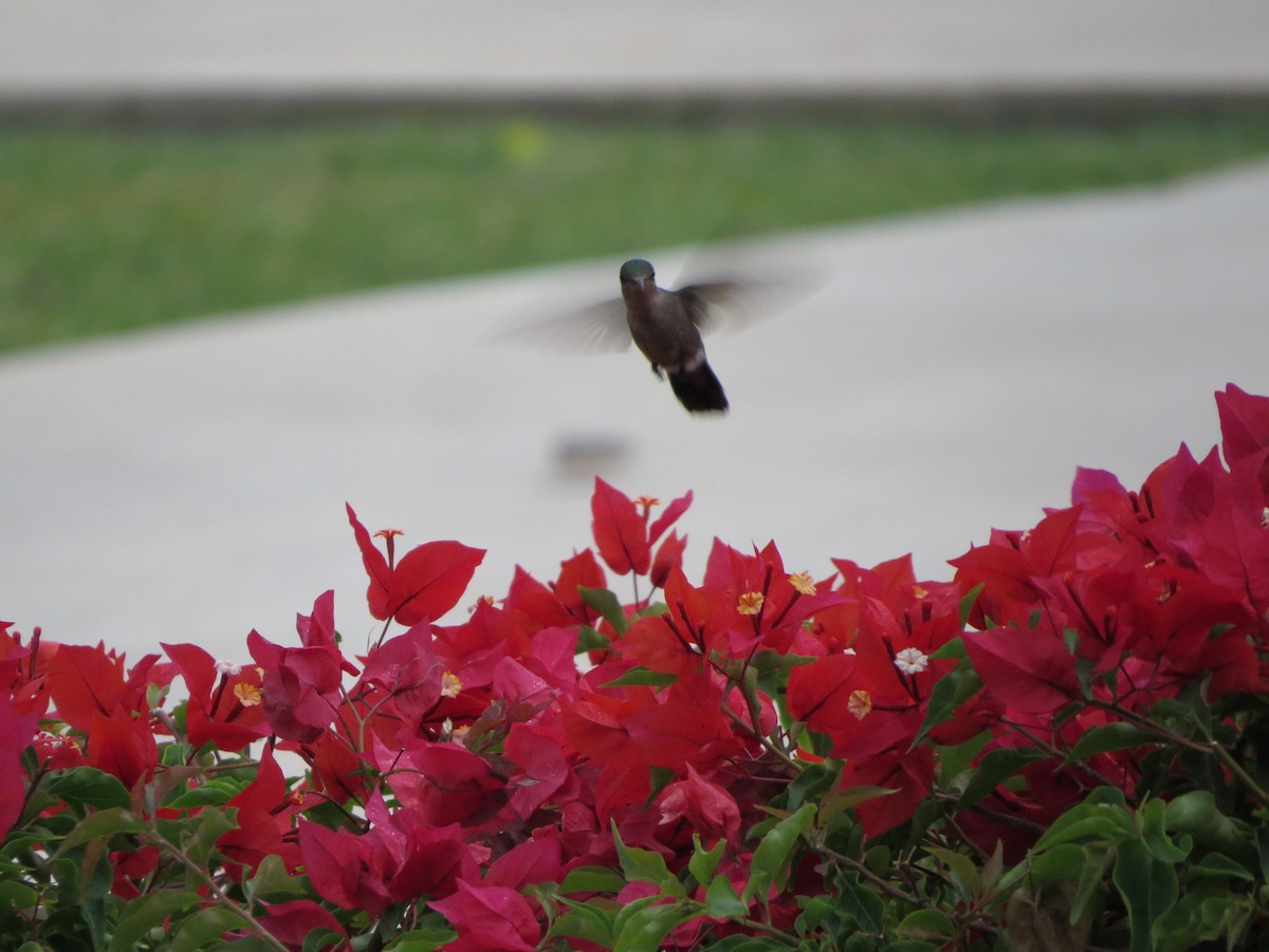 Antillean Crested Hummingbird - ML617578534