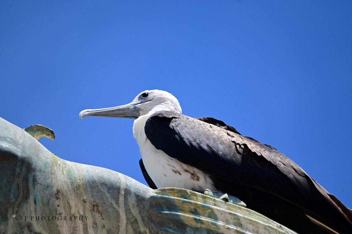 Magnificent Frigatebird - ML617578536