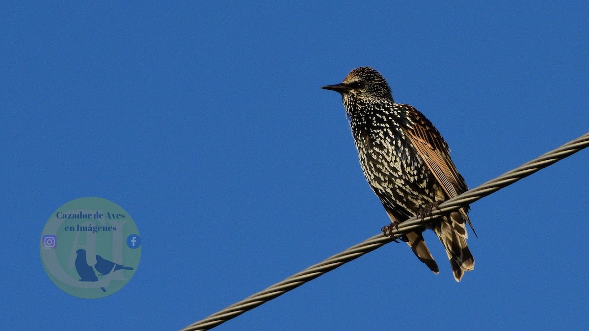 European Starling - Pedro Rivero