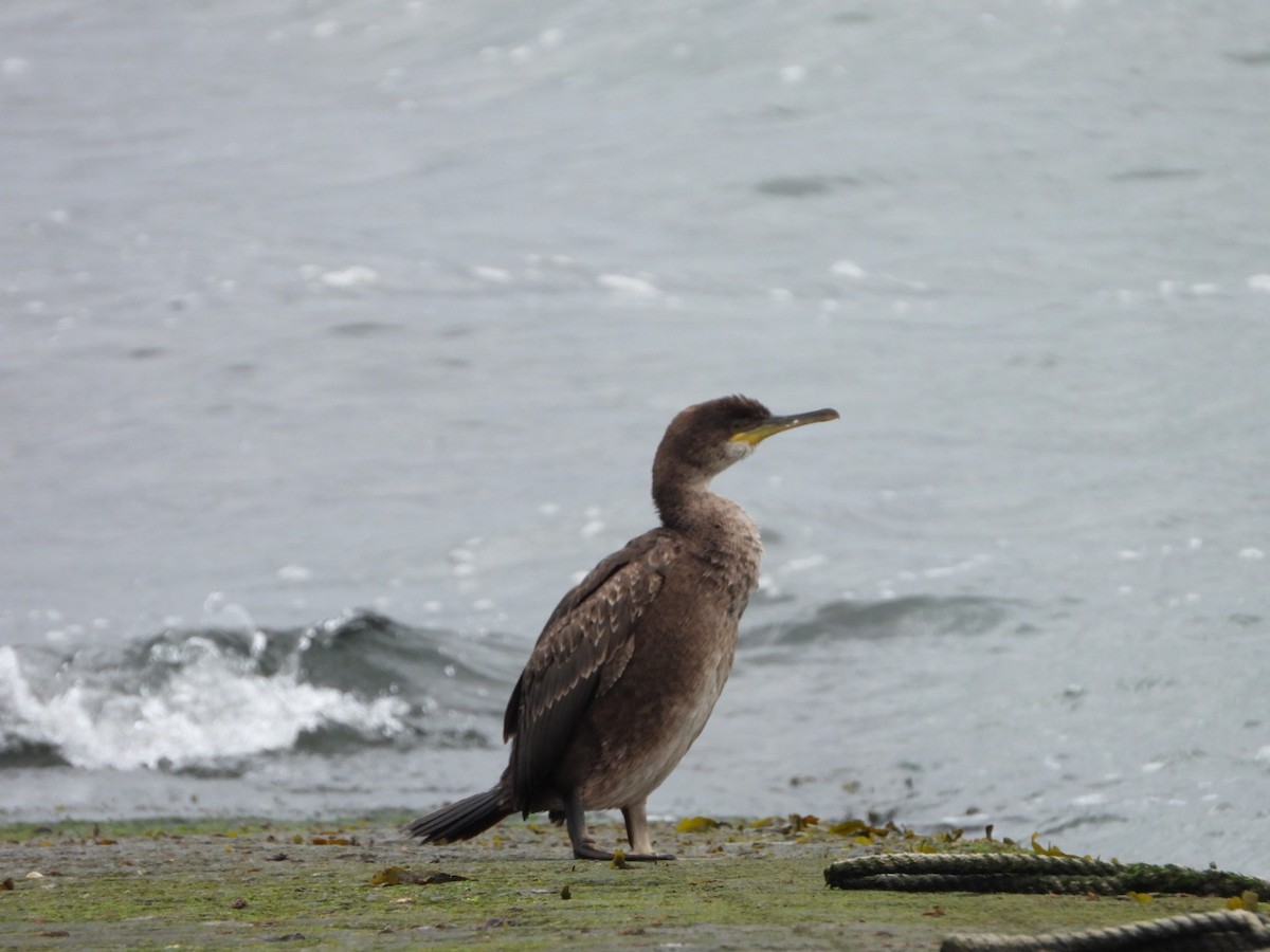 Cormorán Moñudo - ML617578603