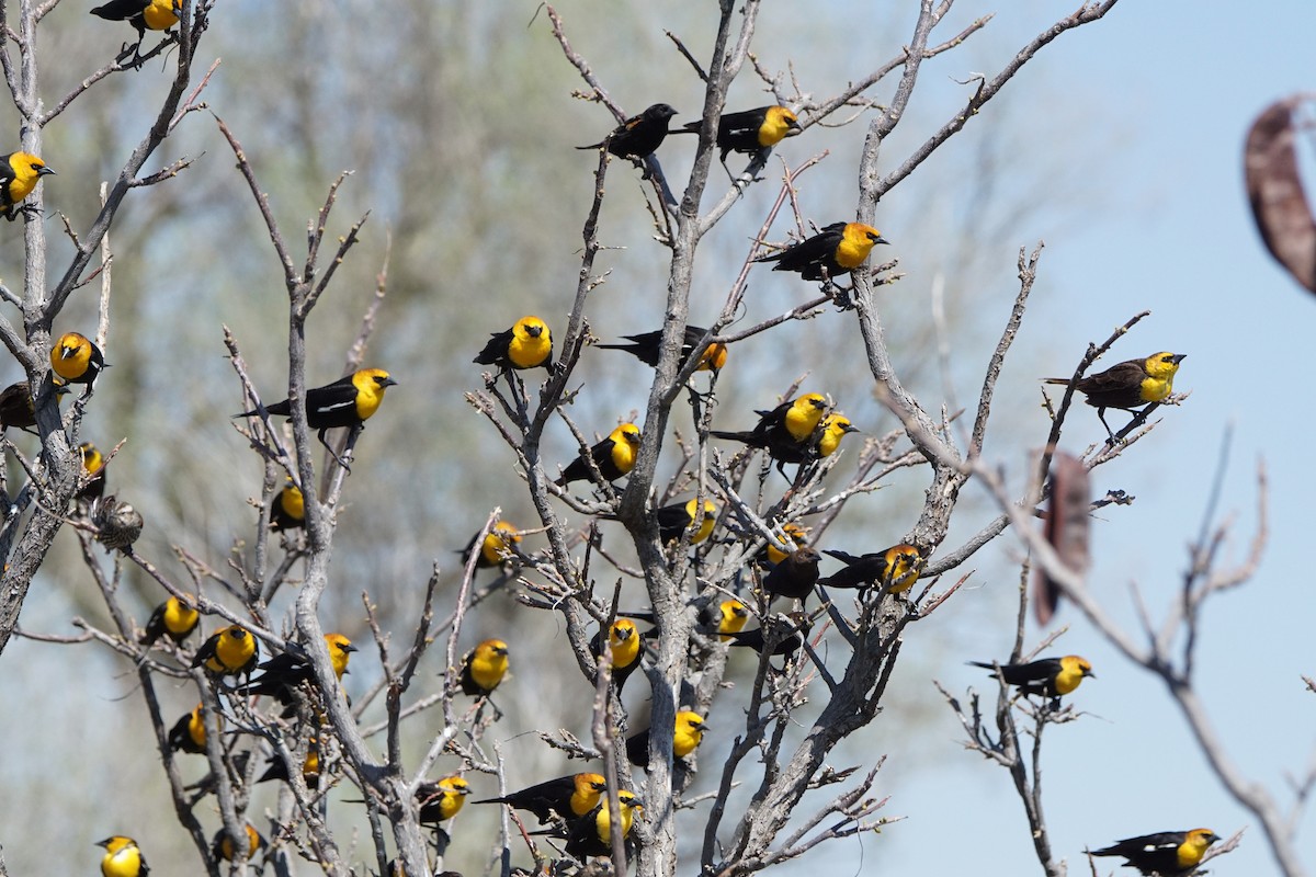 Yellow-headed Blackbird - ML617578615