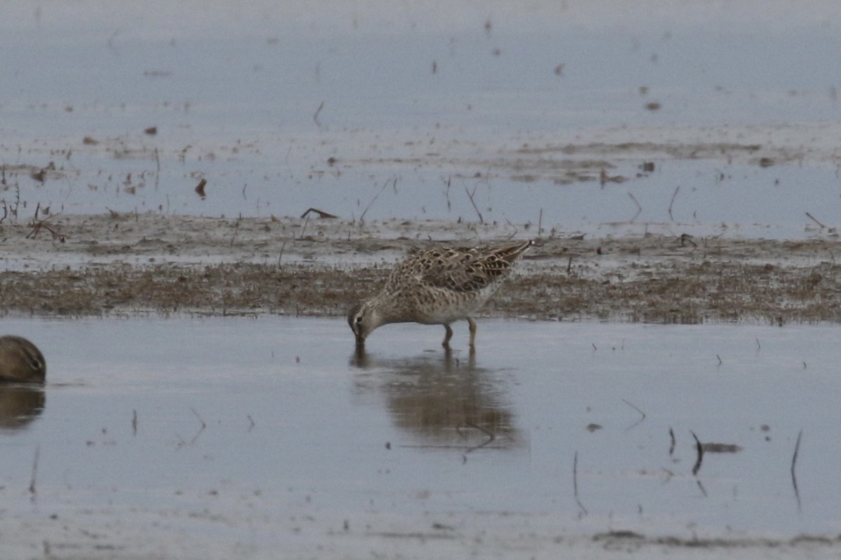 Short-billed Dowitcher - ML617578617