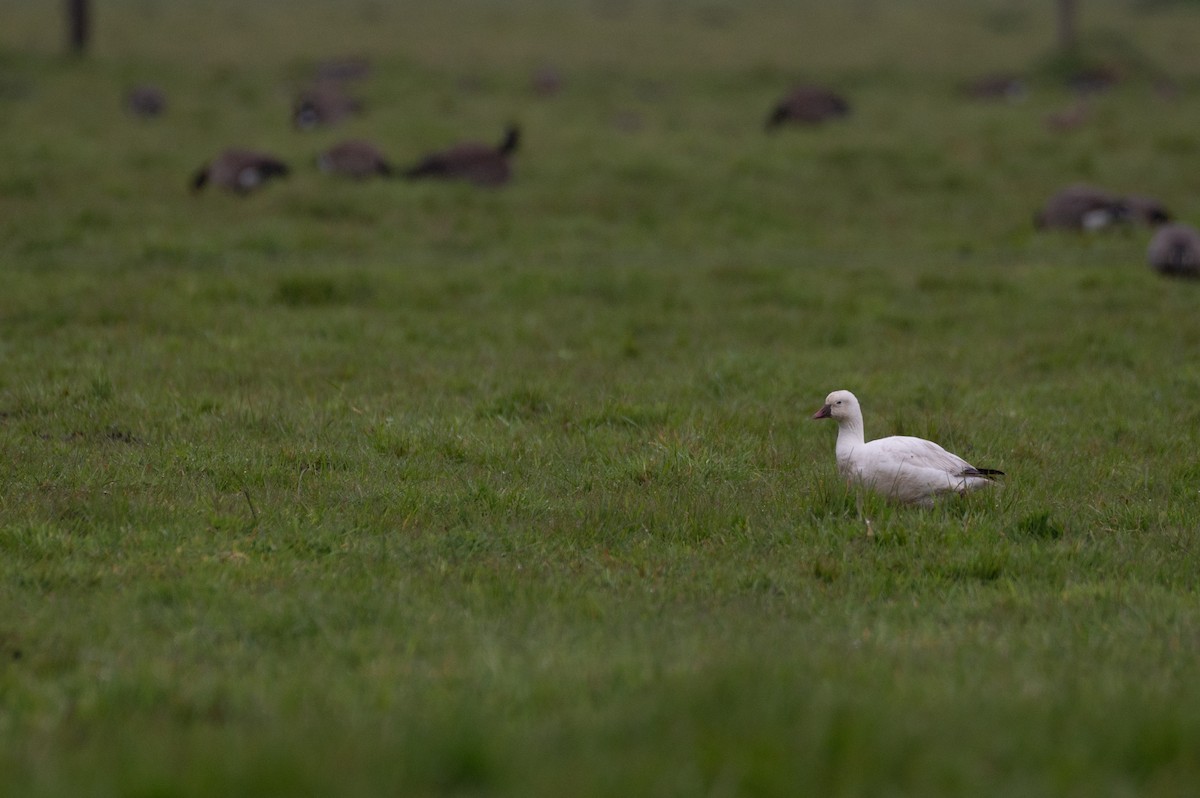 Ross's Goose - ML617578625