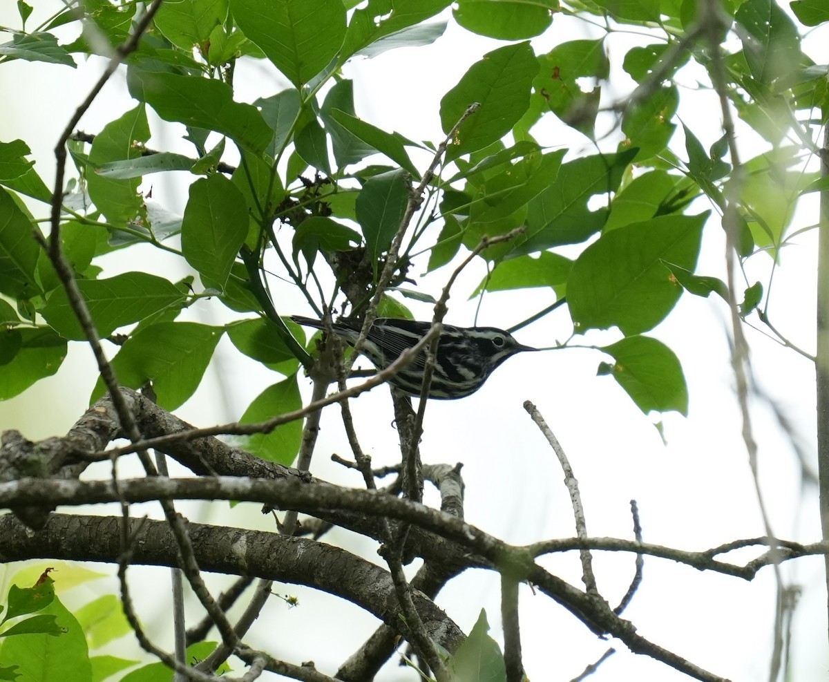 Black-and-white Warbler - ML617578706