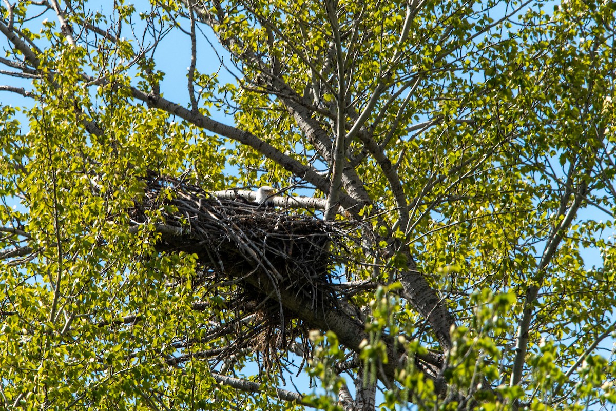 Bald Eagle - Alex Bodden