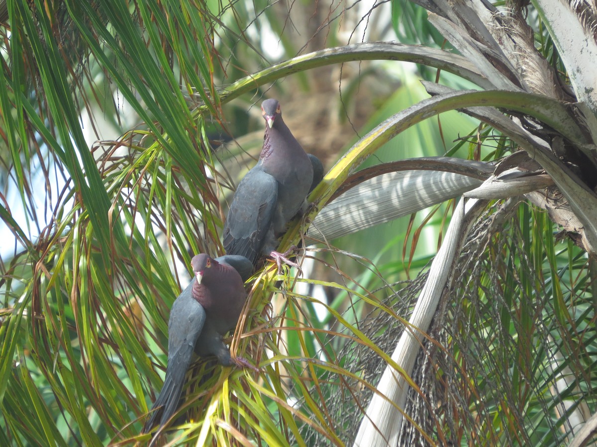 Scaly-naped Pigeon - ML617578740