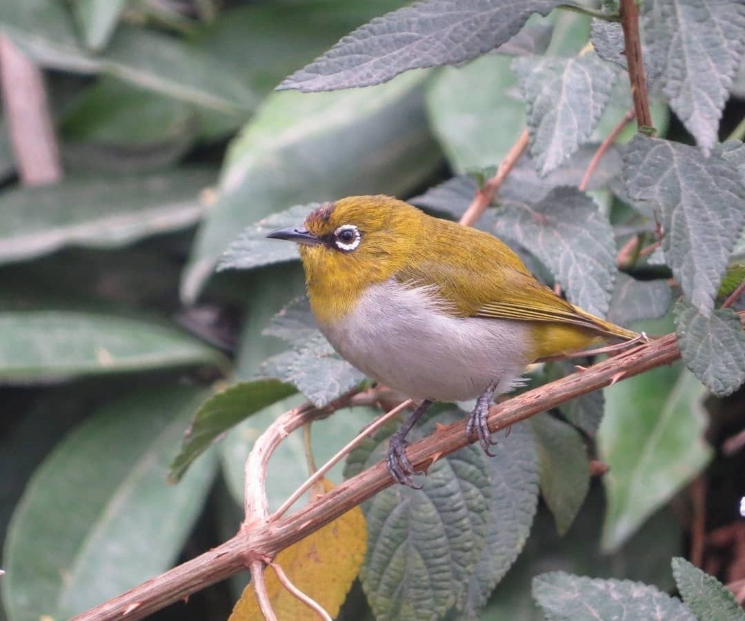 Indian White-eye - Swansy Afonso