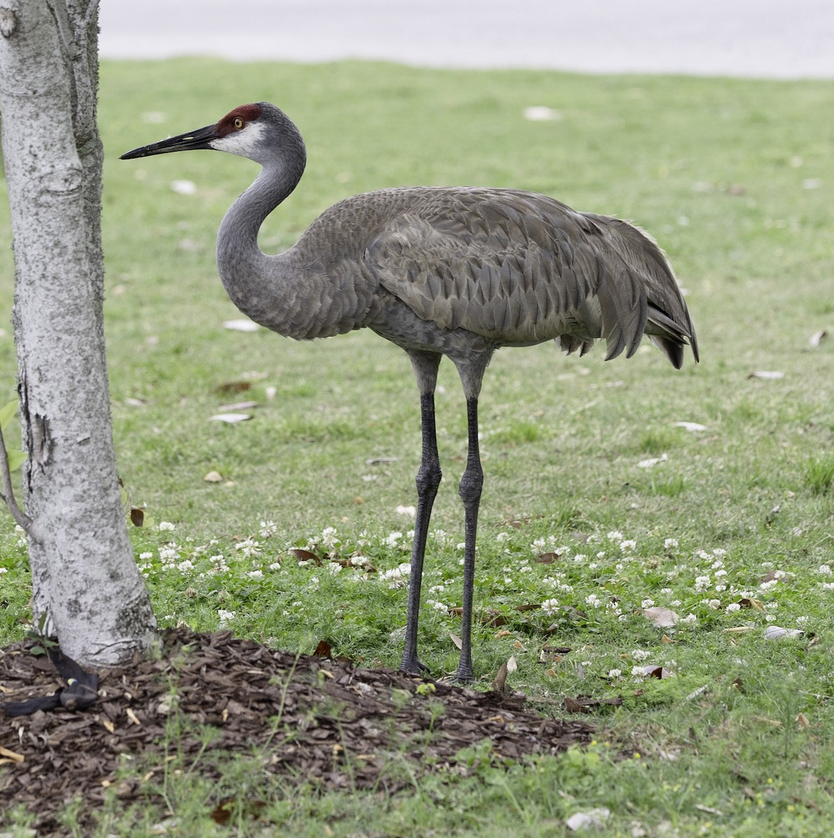 Sandhill Crane - ML617578830