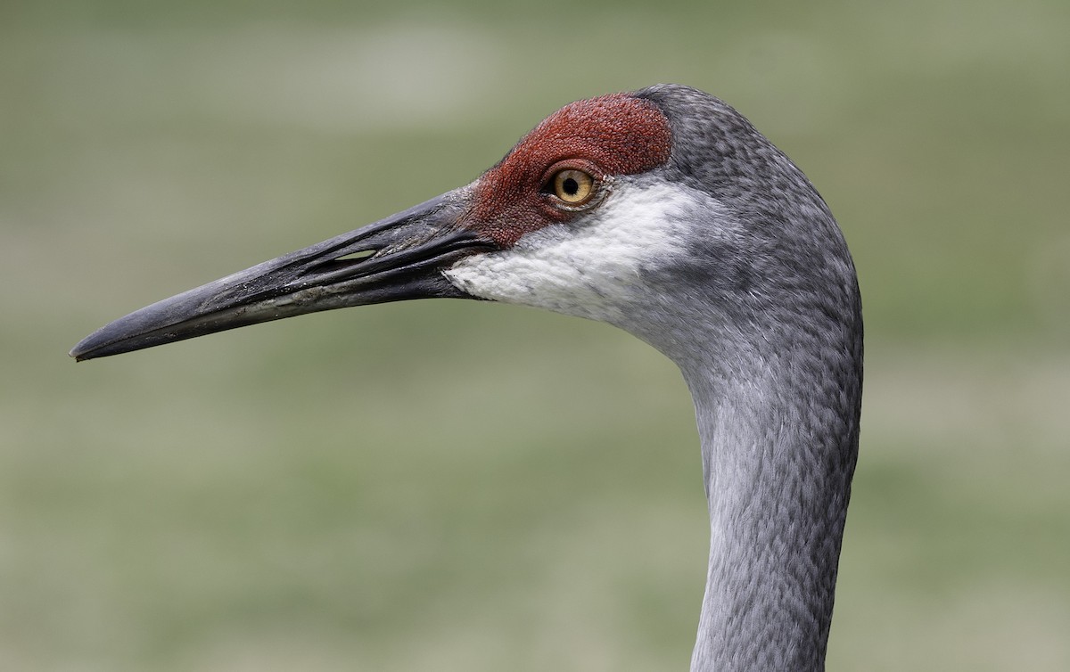 Sandhill Crane - ML617578839