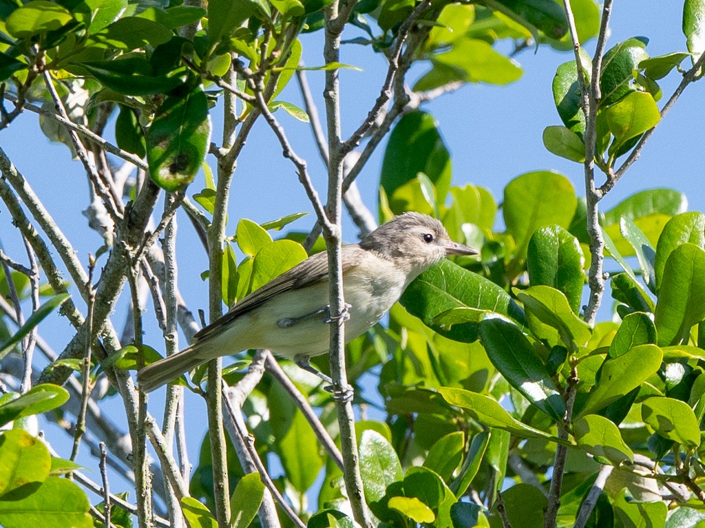 Warbling Vireo - Kevin Rutherford