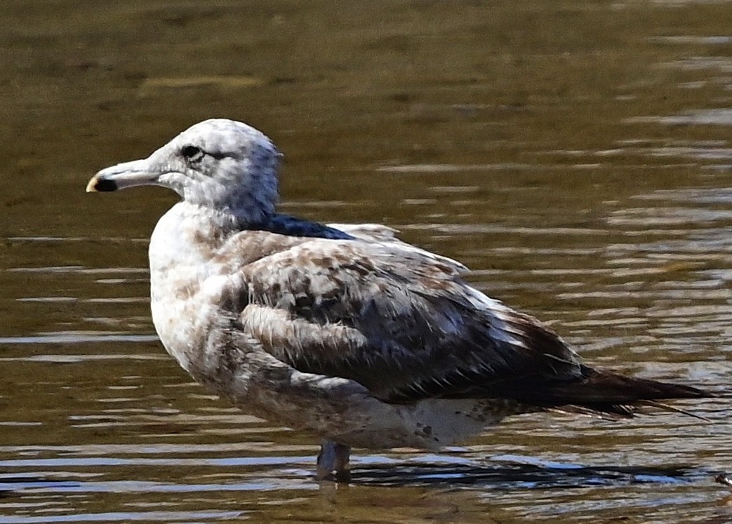 Herring Gull - ML617578875