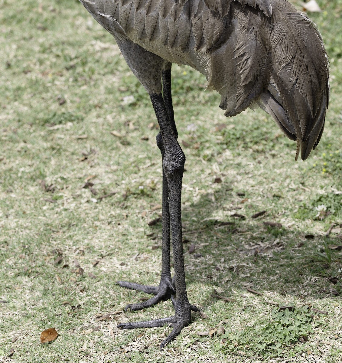 Sandhill Crane - ML617578878