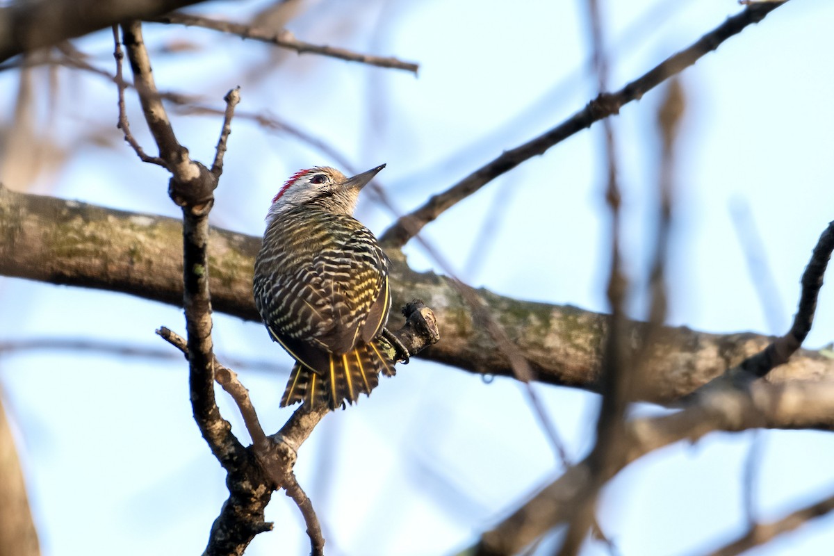 Cardinal Woodpecker - ML617578888