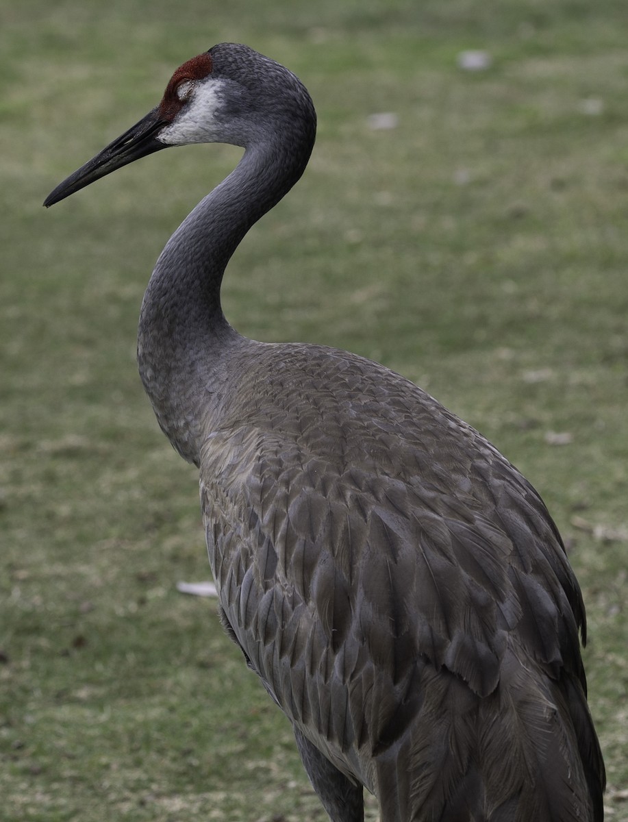 Sandhill Crane - ML617578889