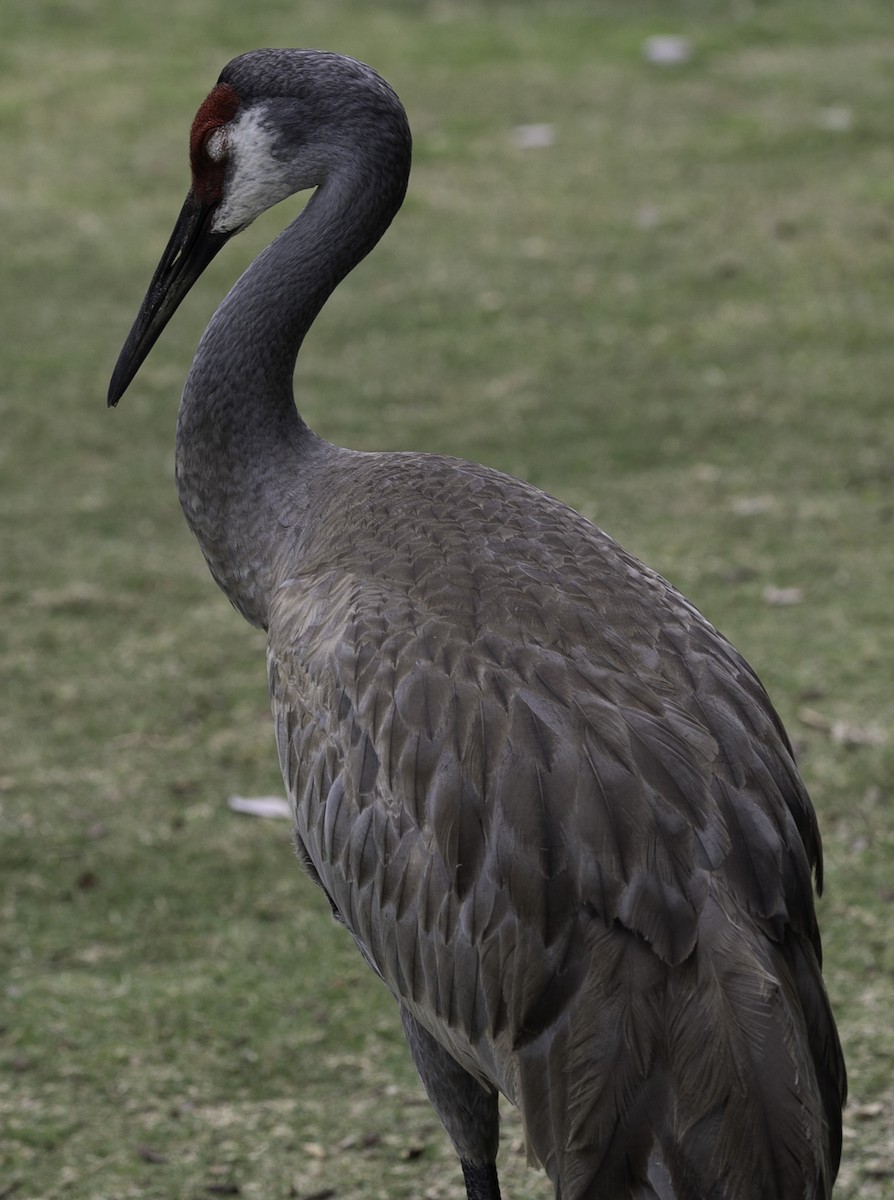 Sandhill Crane - ML617578891