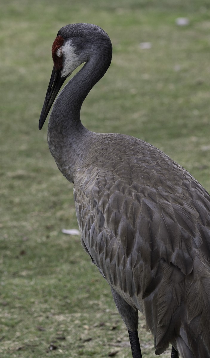 Sandhill Crane - ML617578893