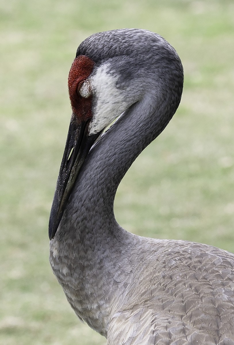 Sandhill Crane - ML617578896