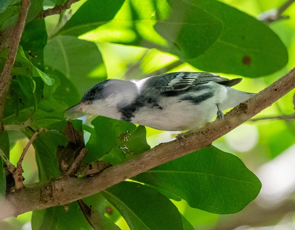 Cerulean Warbler - Kevin Rutherford