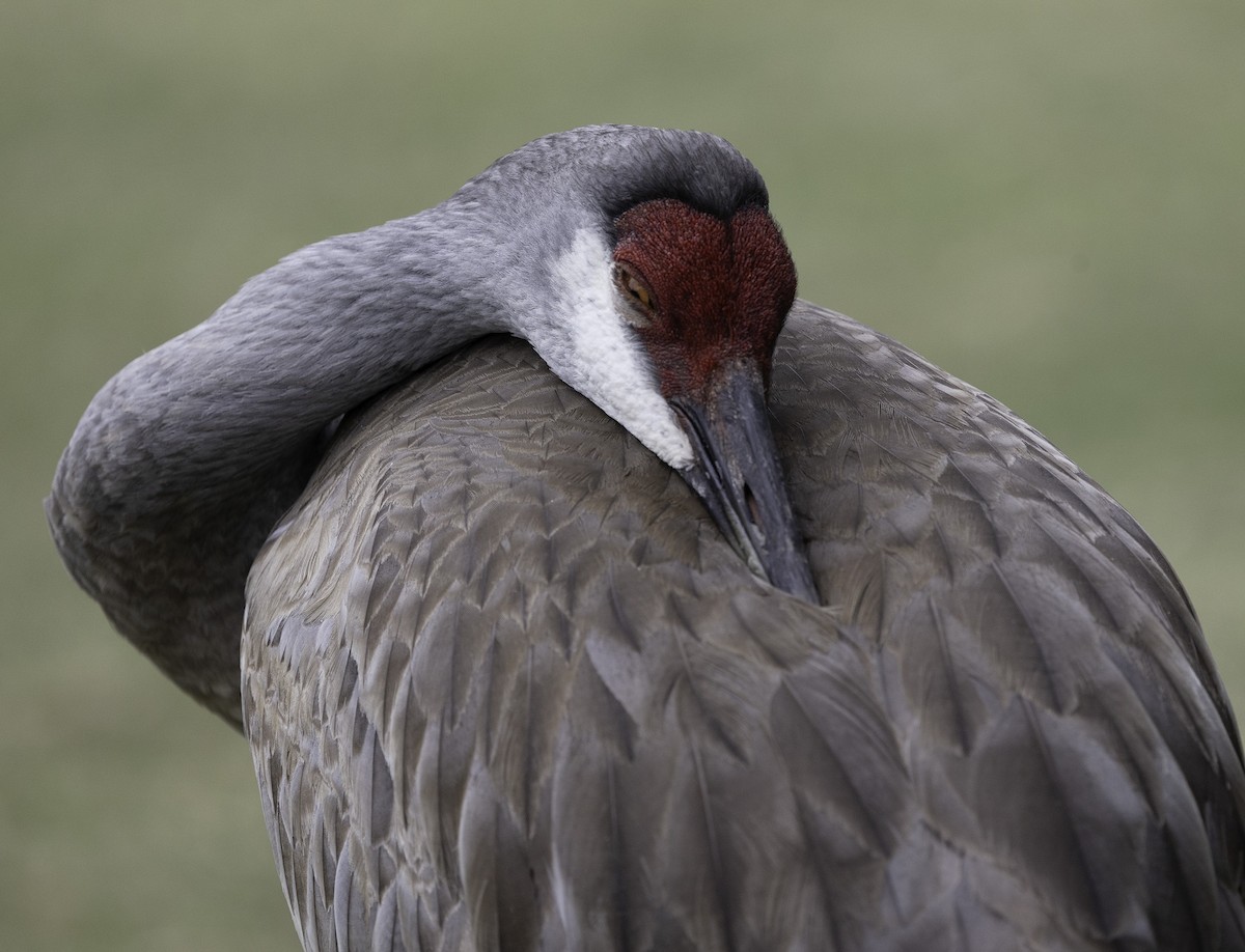 Sandhill Crane - ML617578910