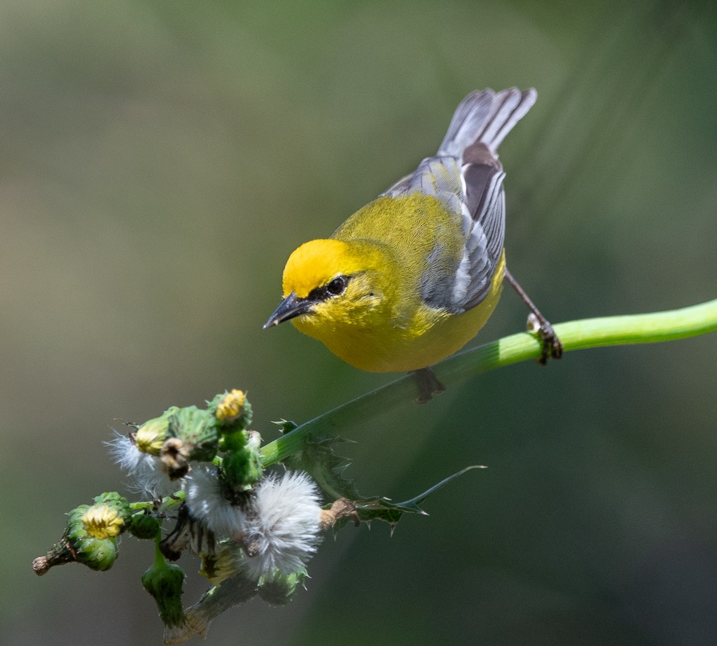 Blue-winged Warbler - Kevin Rutherford