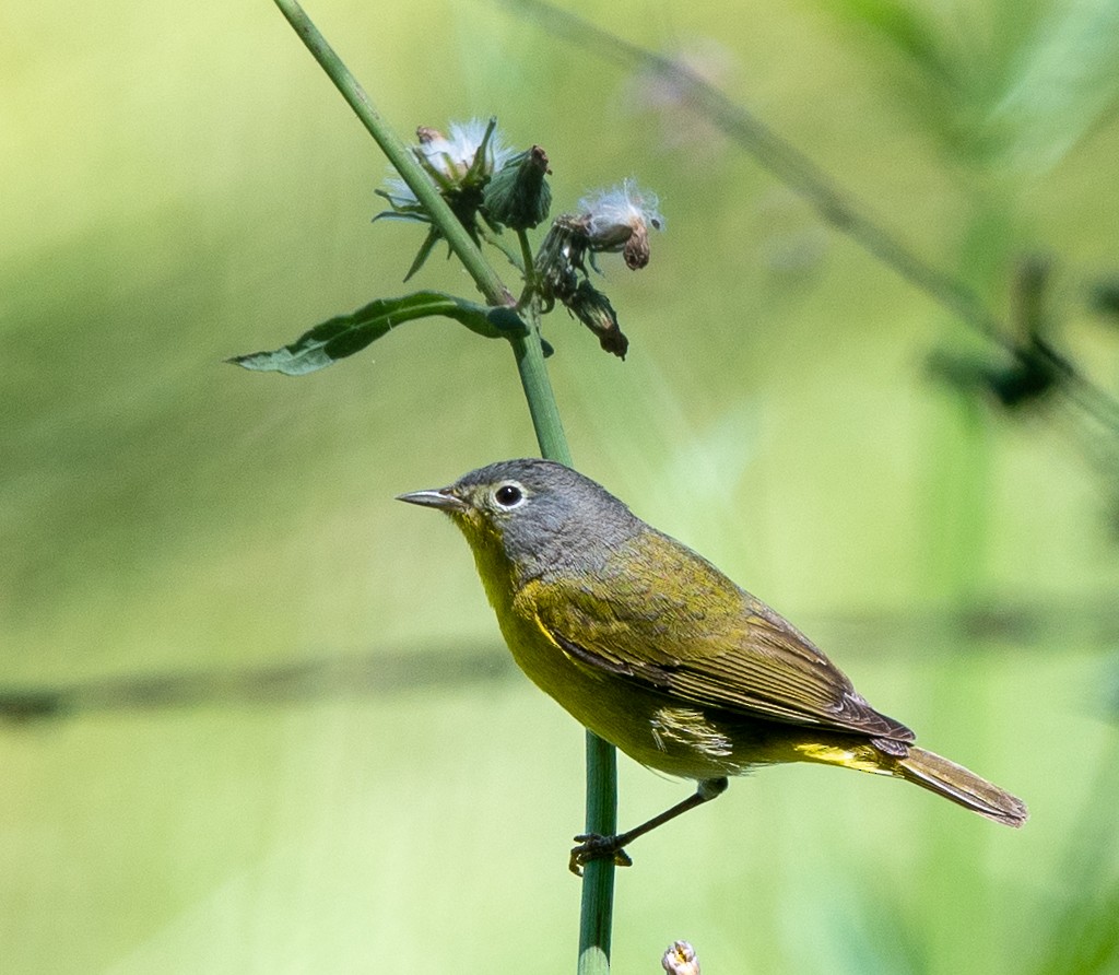 Nashville Warbler - Kevin Rutherford