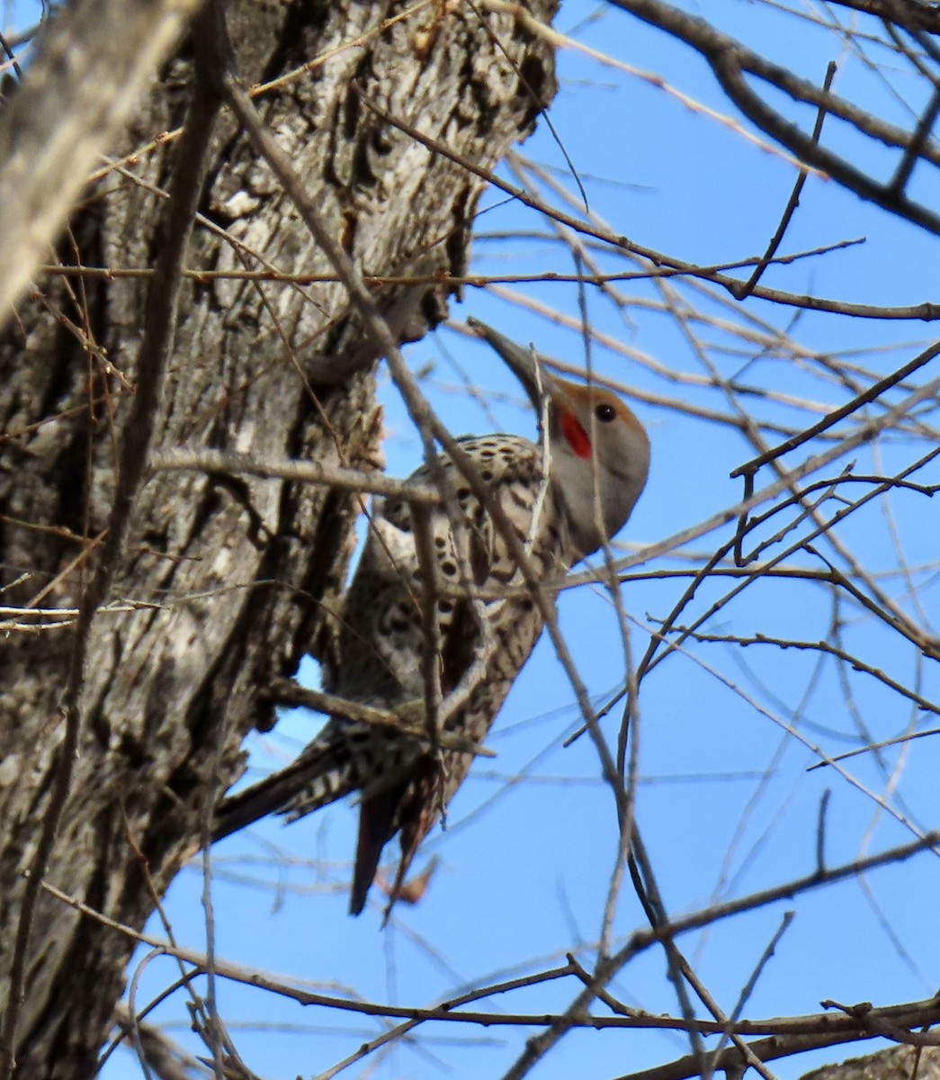 Northern Flicker - ML617578933