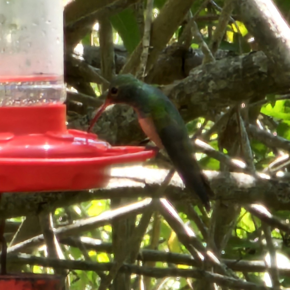 Buff-bellied Hummingbird - ML617578934