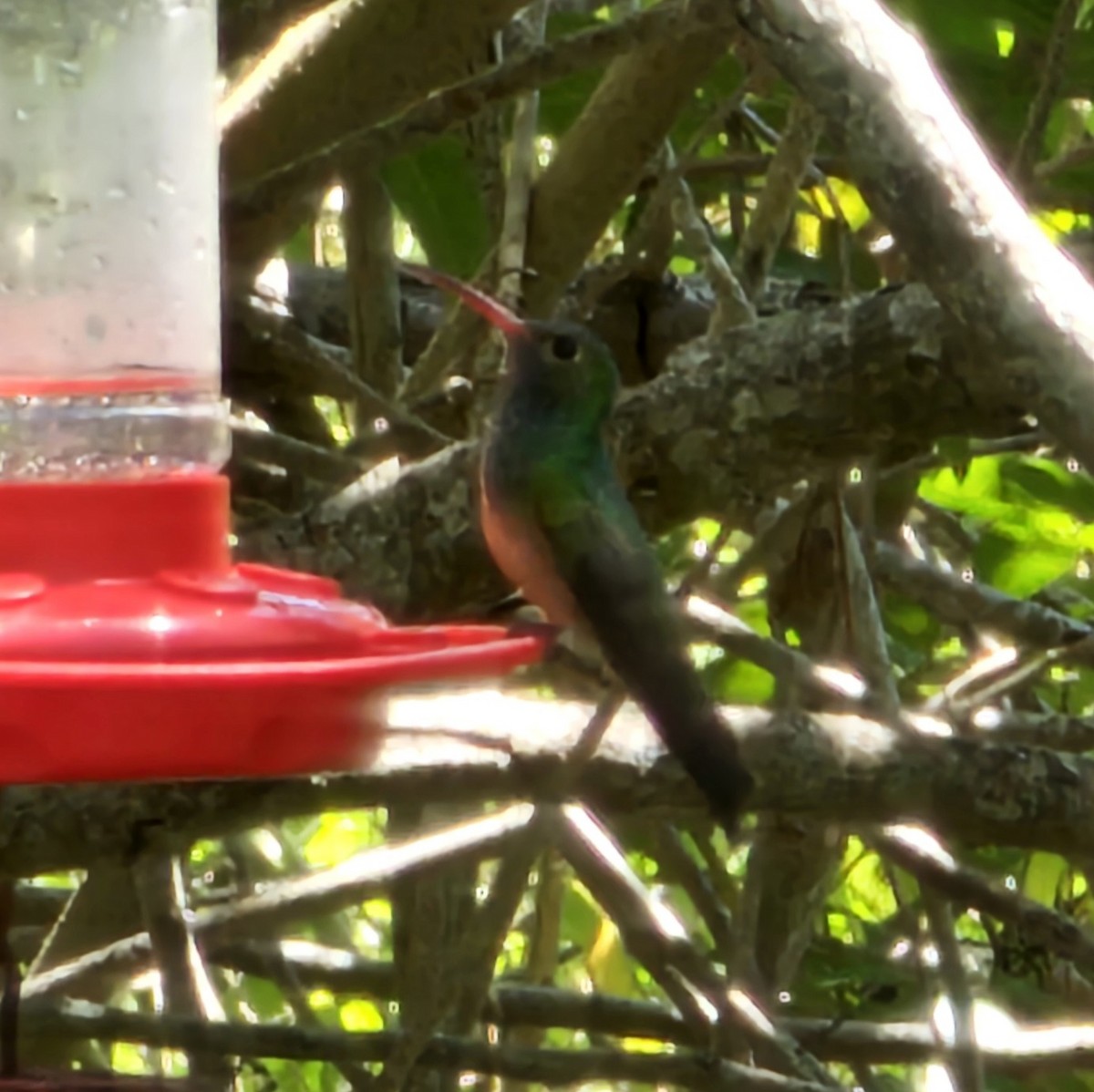 Buff-bellied Hummingbird - ML617578935