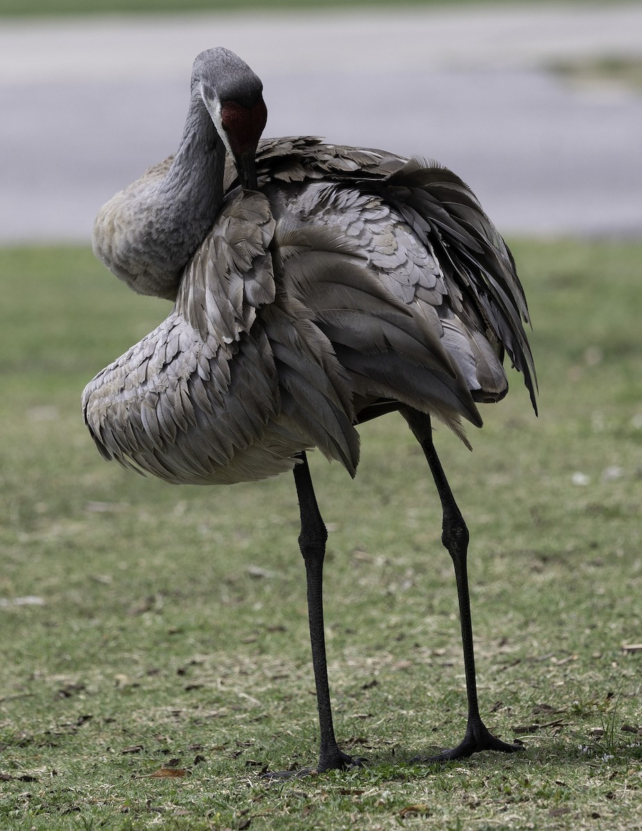 Sandhill Crane - ML617578936