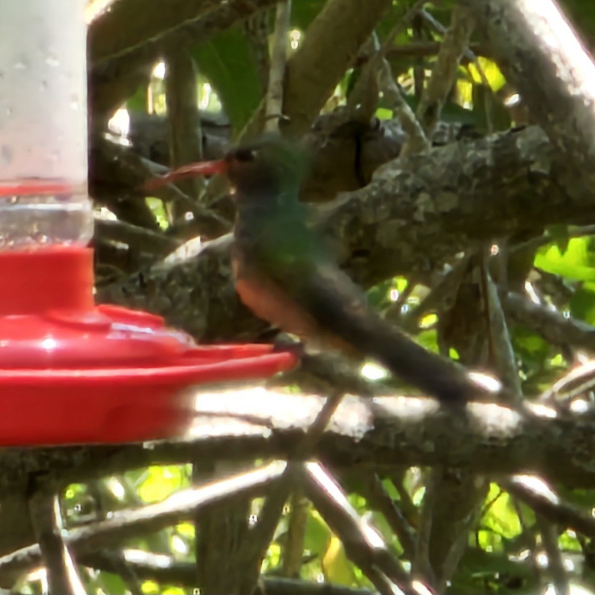 Buff-bellied Hummingbird - ML617578943