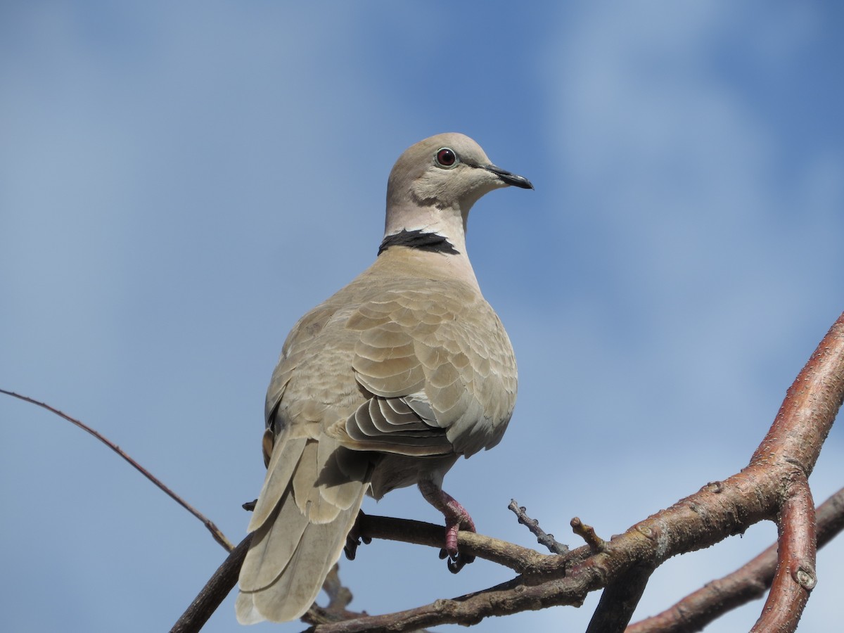 Eurasian Collared-Dove - Philip Nearing