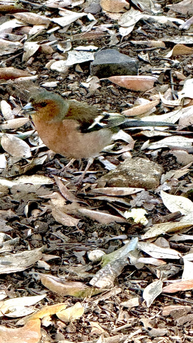 Common Chaffinch - ML617578973