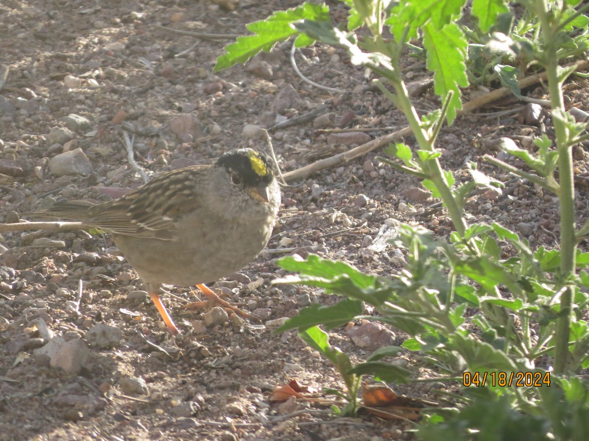 Golden-crowned Sparrow - ML617579007