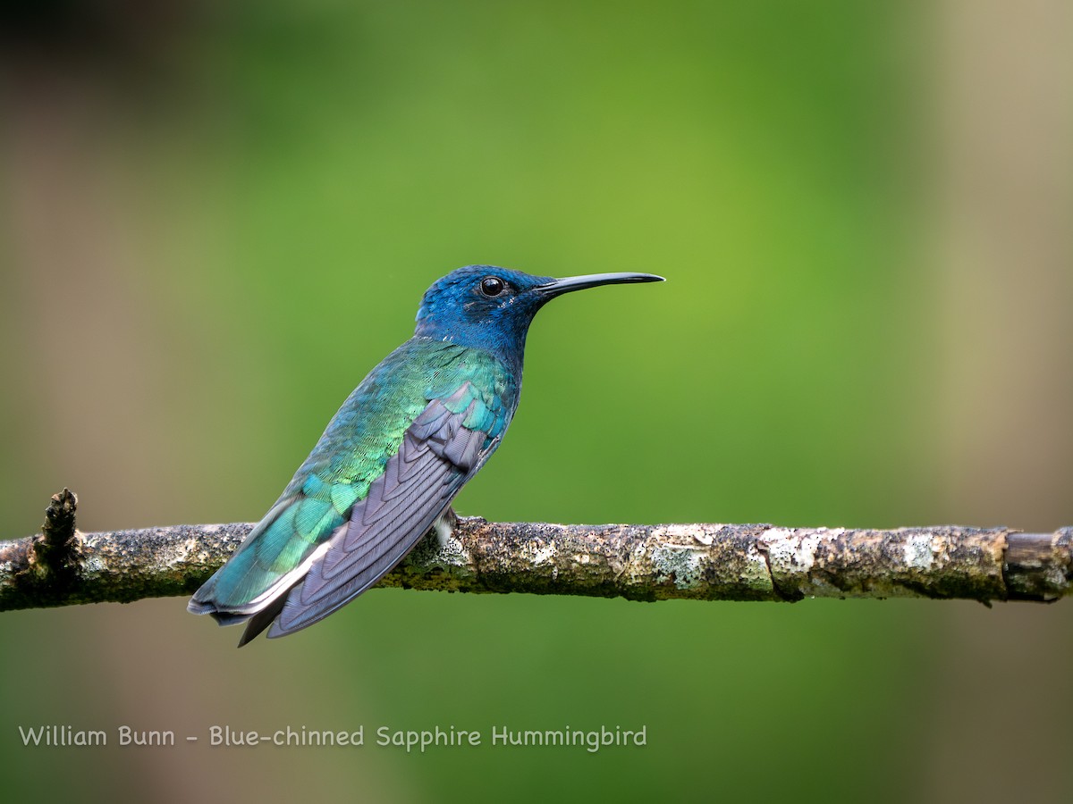 Blue-chinned Sapphire - William Bunn