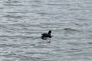 American Coot - Jonathan Galownia