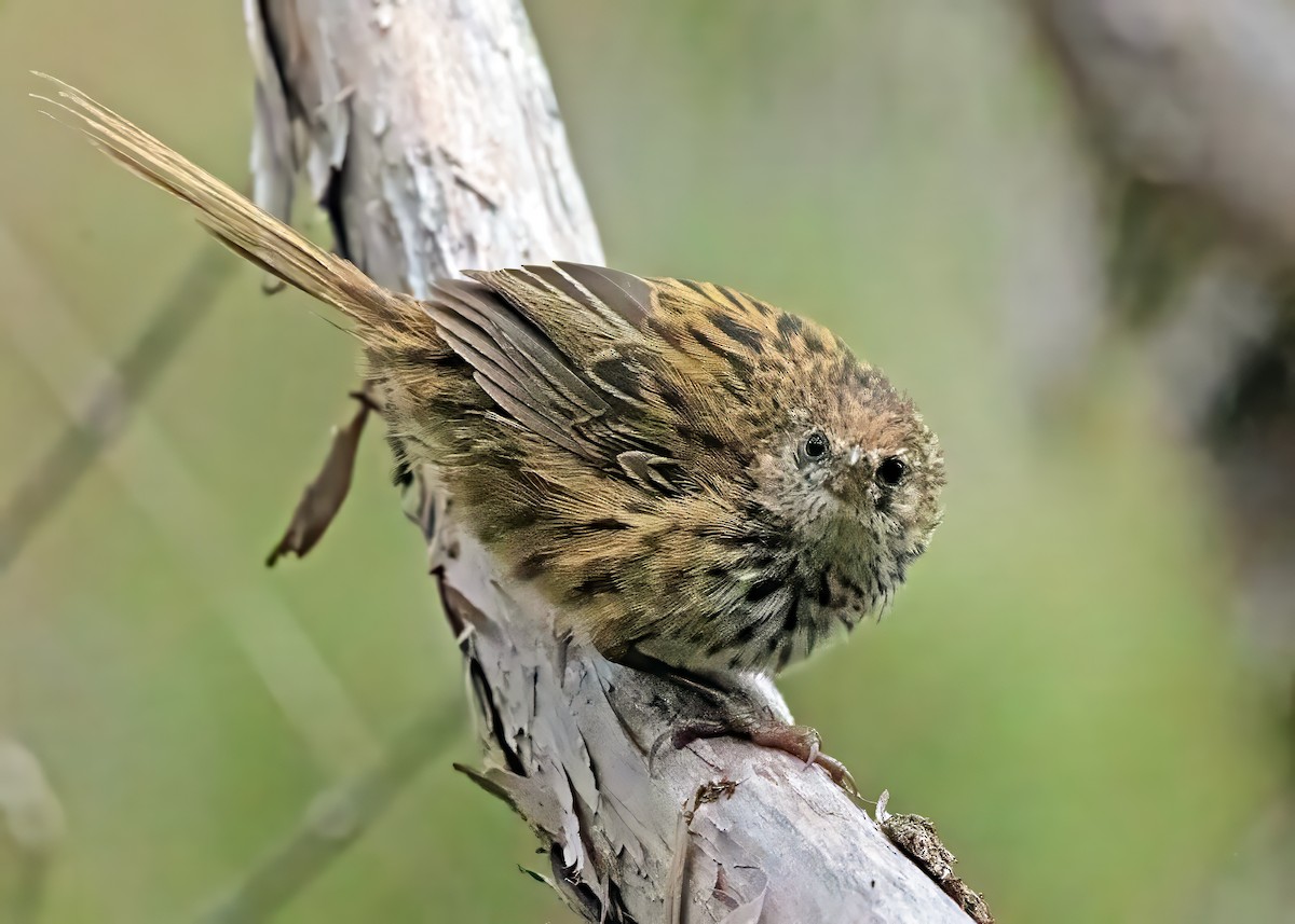 New Zealand Fernbird - ML617579022