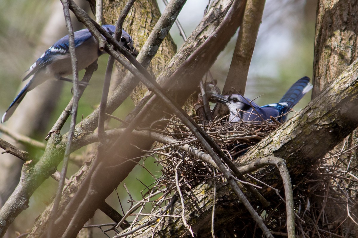 Blue Jay - ML617579037