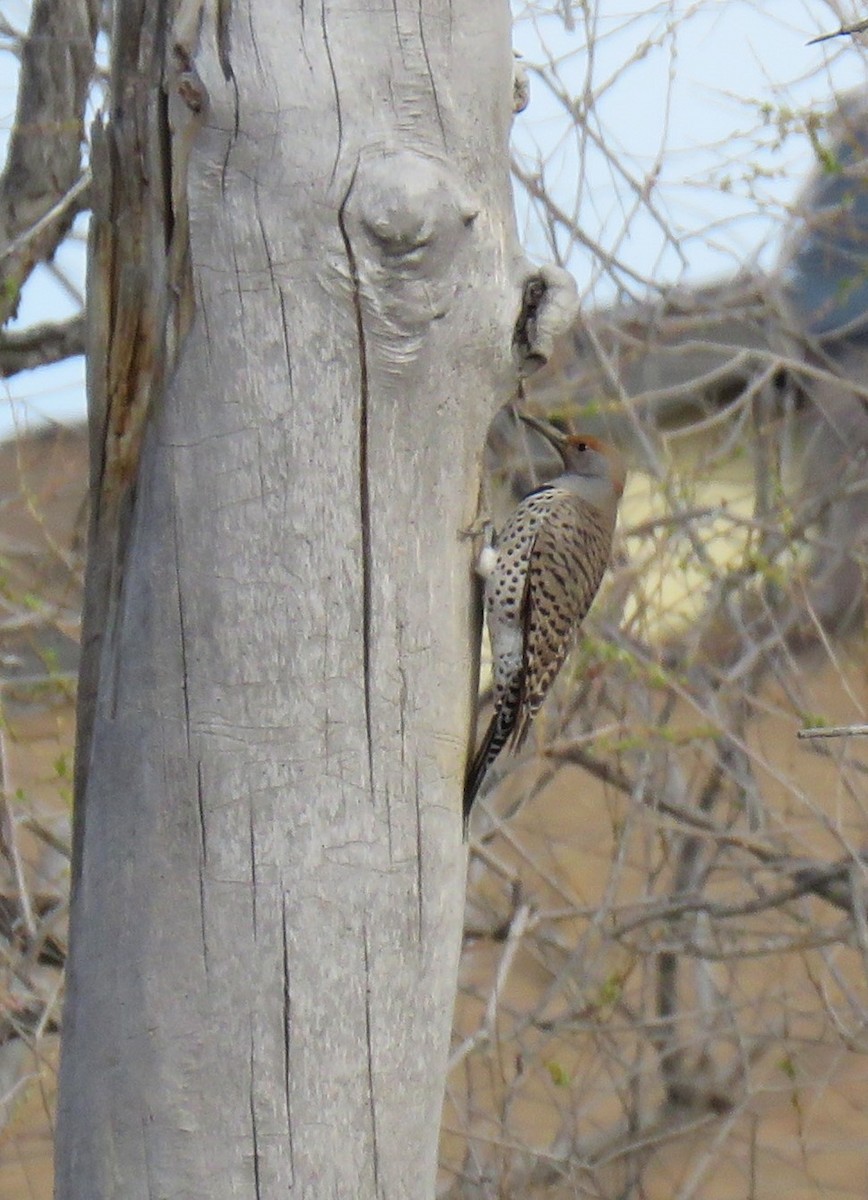 Northern Flicker - ML617579046