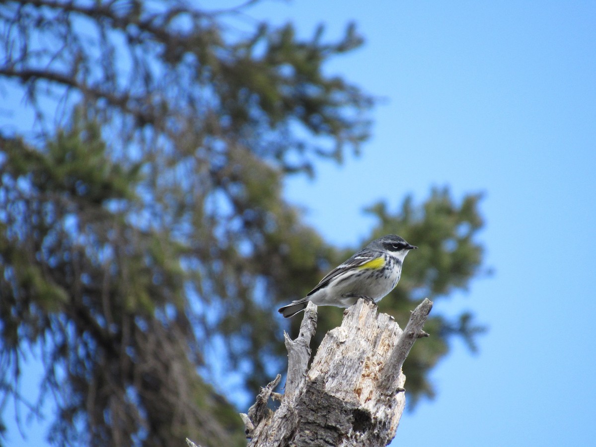 Yellow-rumped Warbler - ML617579052