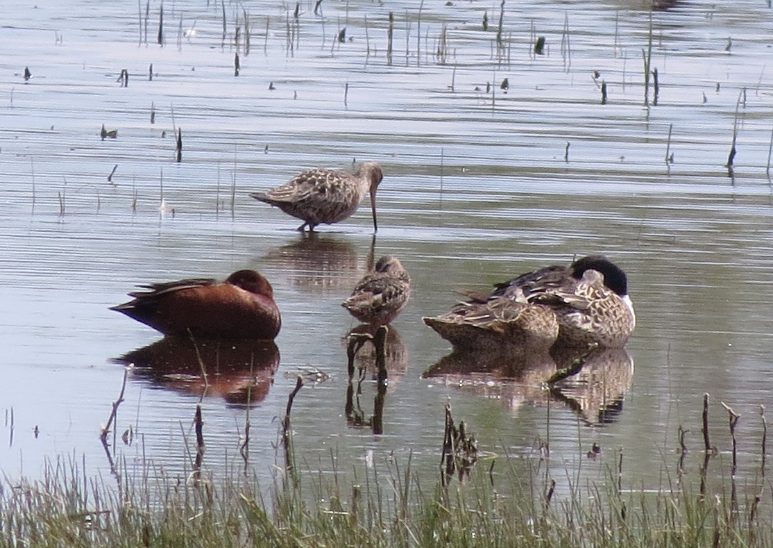 Hudsonian Godwit - Sharon Fullingim