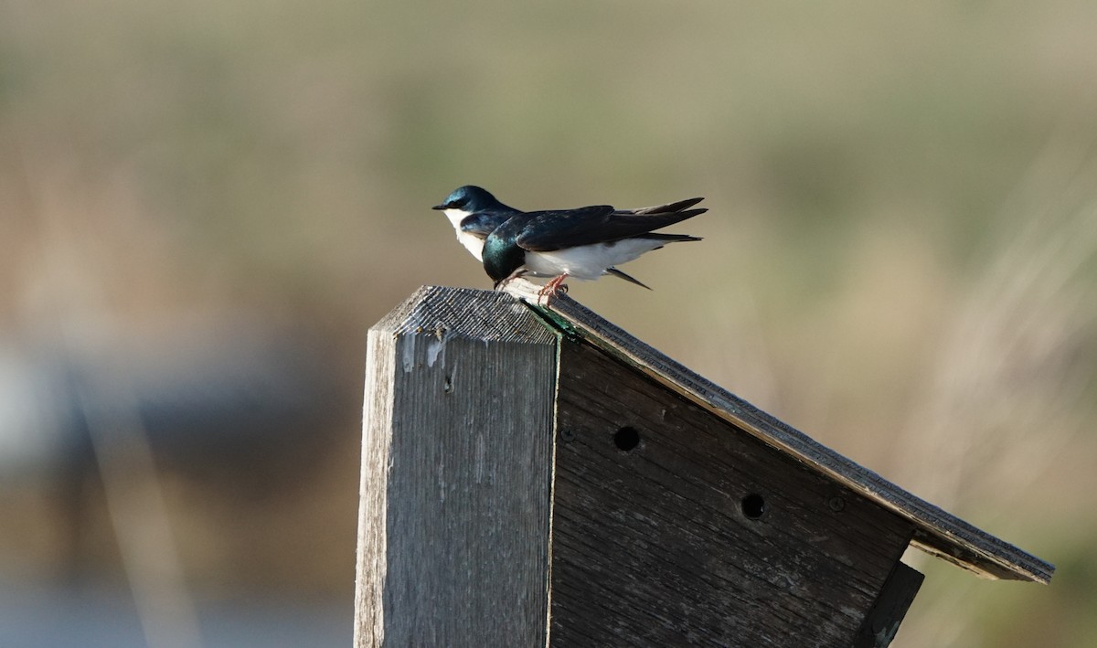 Tree Swallow - ML617579084