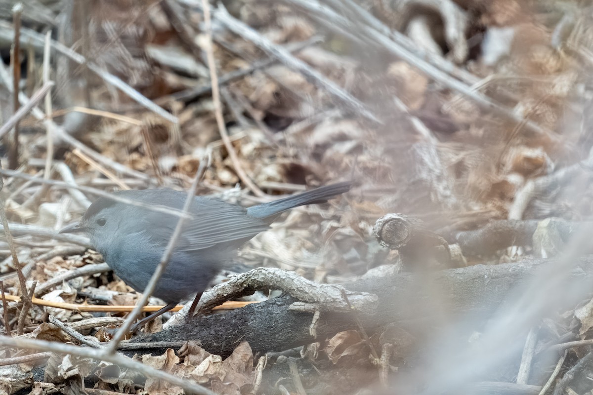 Gray Catbird - Michael Sullo