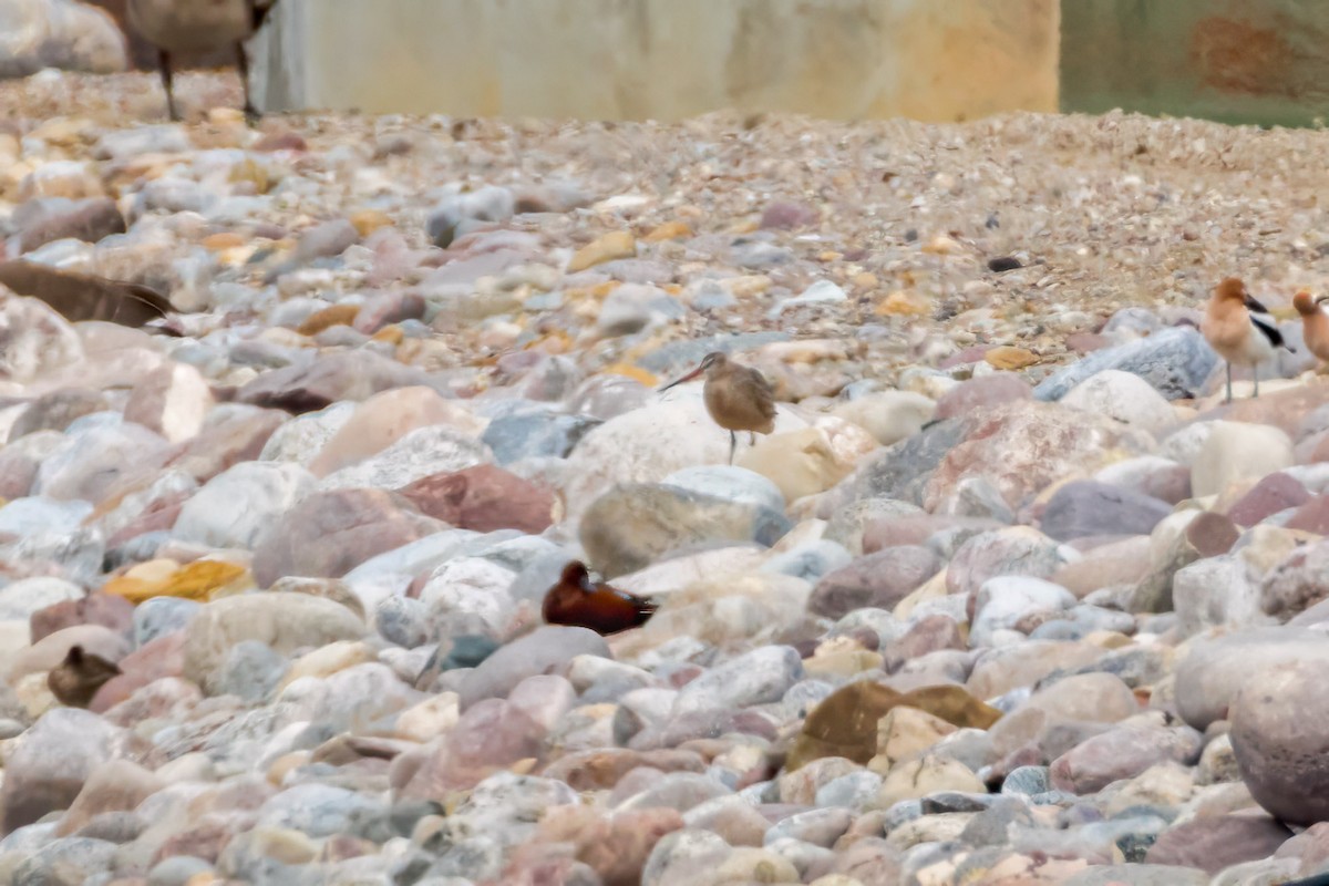 Marbled Godwit - ML617579108