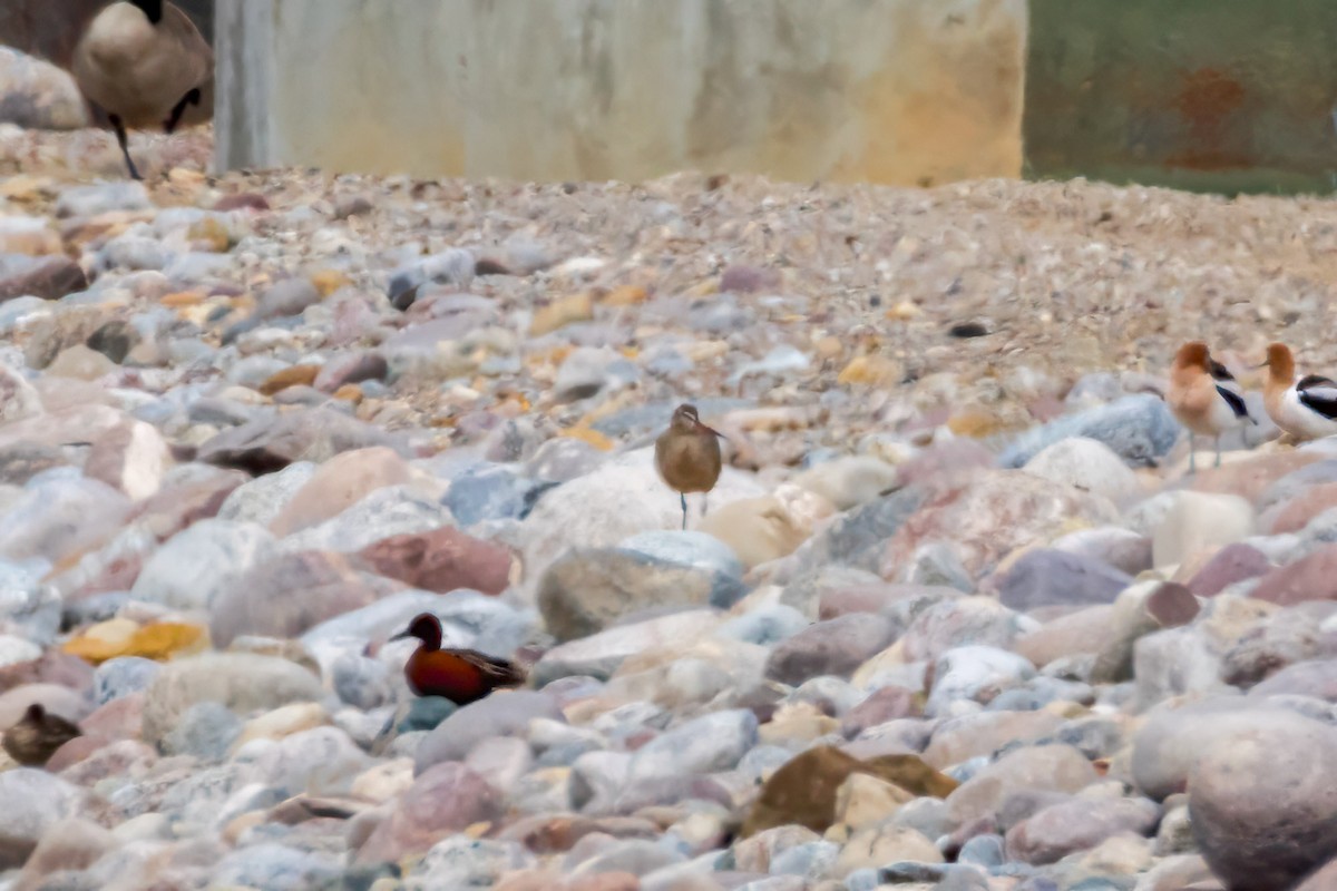 Marbled Godwit - ML617579110